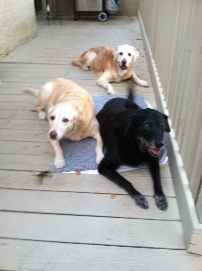 All 3 dogs enjoying vacation!