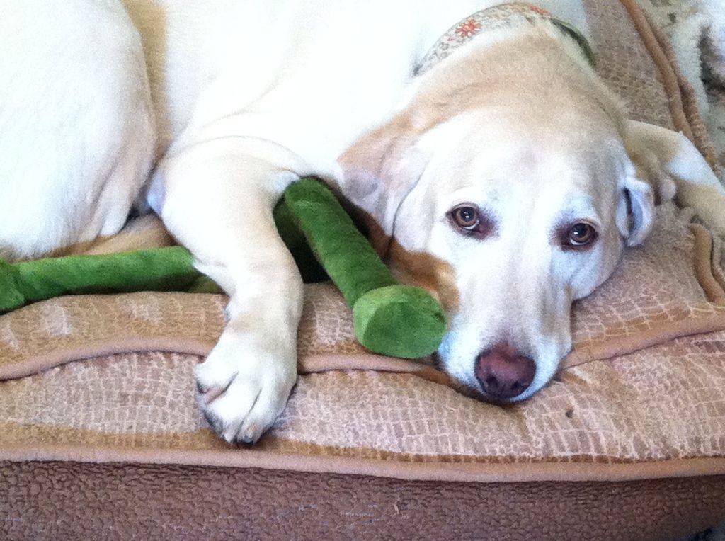 Willow sleeping on Sams bed with Buddys dragon.  They share :)