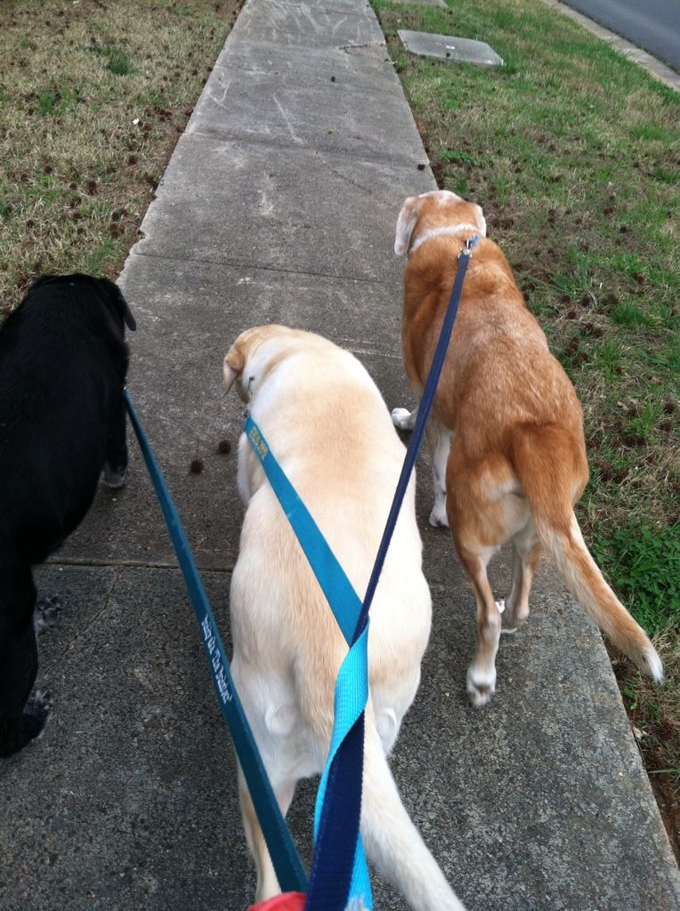 My first attempt at walking all 3 of them together.  It went pretty well.  Sam the 14 yr old is the hardest to walk... b/c he wants to stop and eat everything along the way!