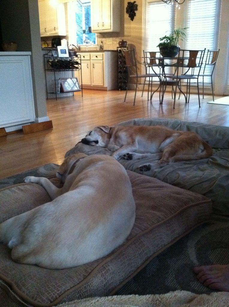 After a long day, Willow and Sam snoozing on the dog beds.  This is how we spend most evenings!