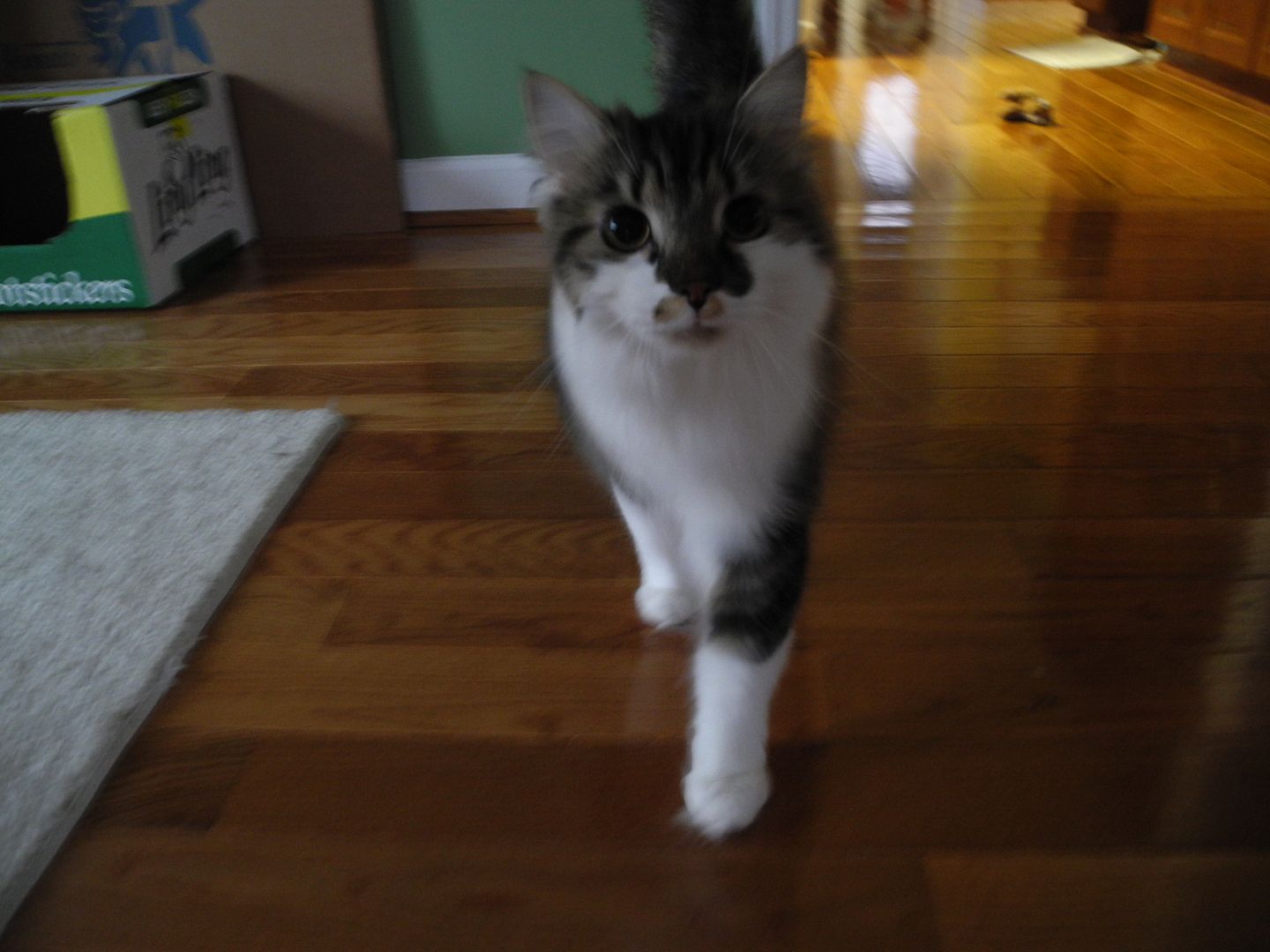 Sox didnt stand still very long while I was there... I had a hard time getting a decent picture!! :)