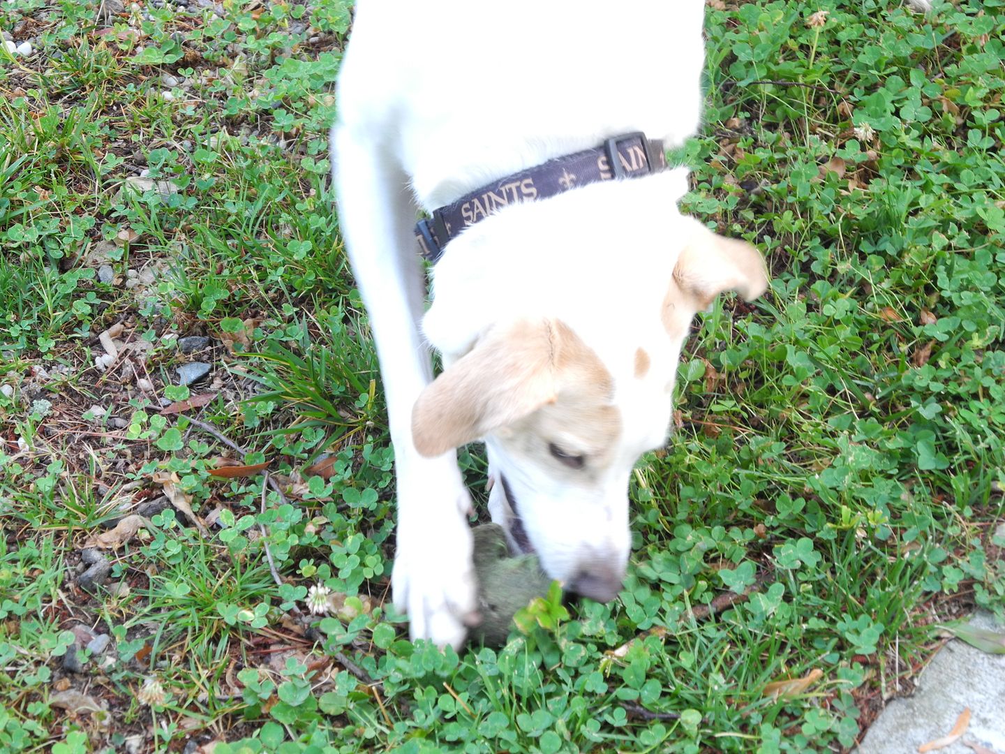 Jay playing ball this morning with a tennis ball that was ripped.  We found another one that I could actually throw!