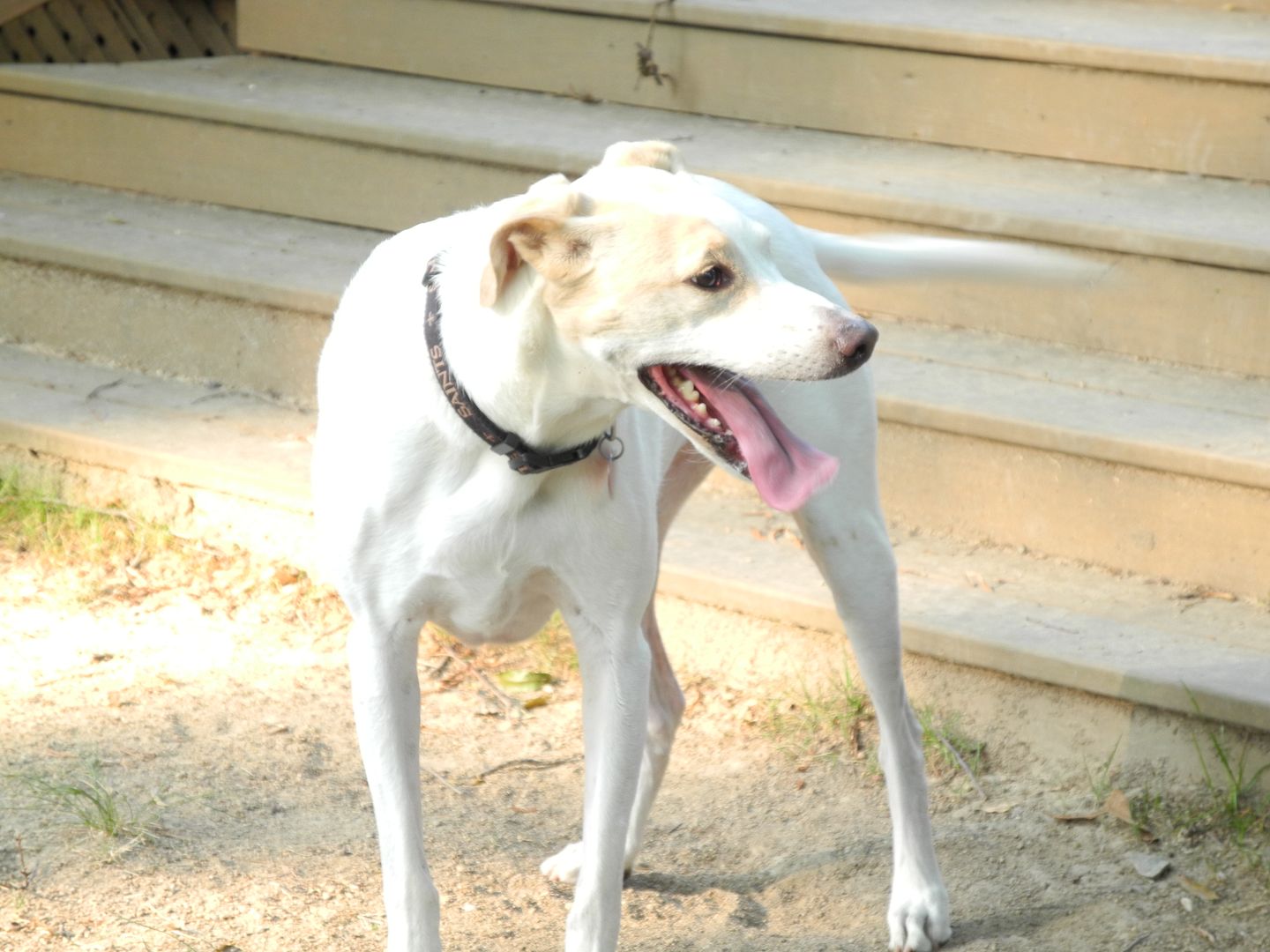 Jay taking a break after playing ball.