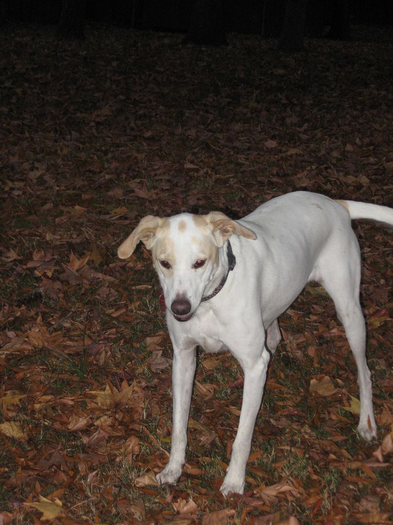 Jay could care less about the rain.  She just wants me to throw the ball!