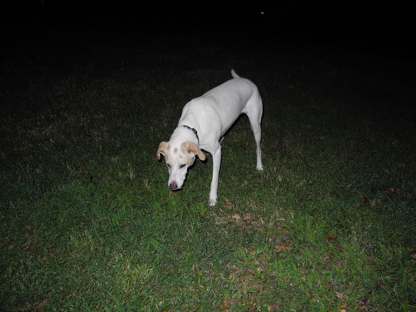 Jay is waiting for me to throw the ball!