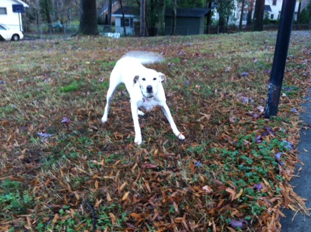 Jay is really wanting me to throw the ball.... again!!