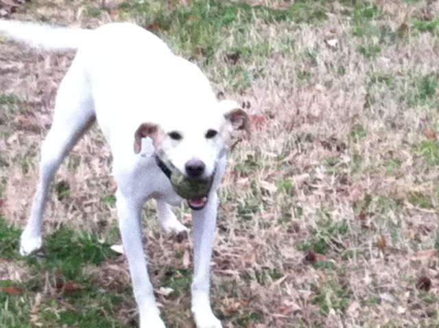 smiling Jay.... happy girl b/c she has her ball!!