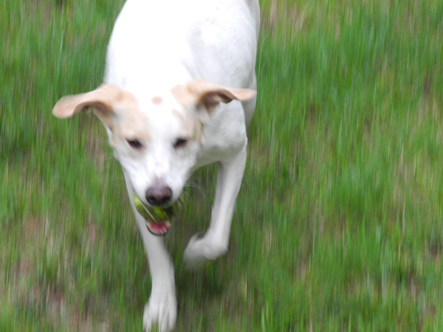 Jay playing ball.  Shes a happy girl!