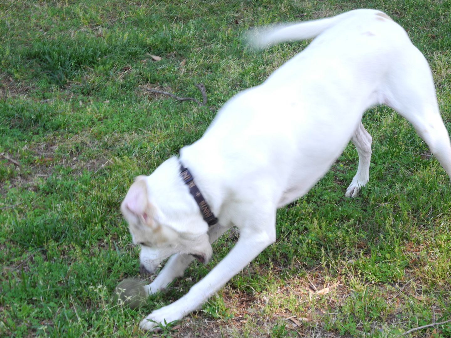 Action photo!  Jay playing ball.