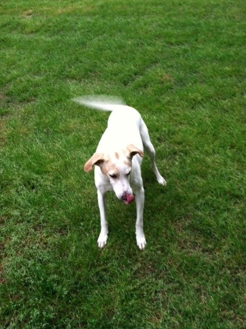 Jay... waiting for me to throw her tennis ball