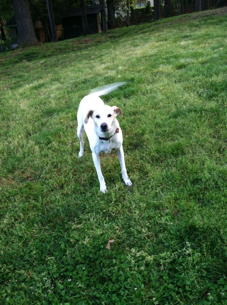 Jay loves chasing the tennis ball