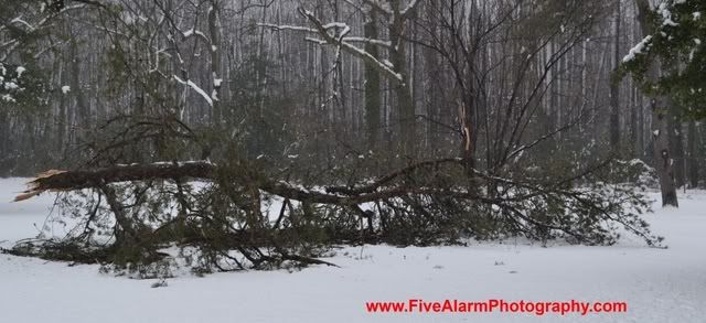 LightSnowFortSmallwoodParkTreeDamage086.jpg