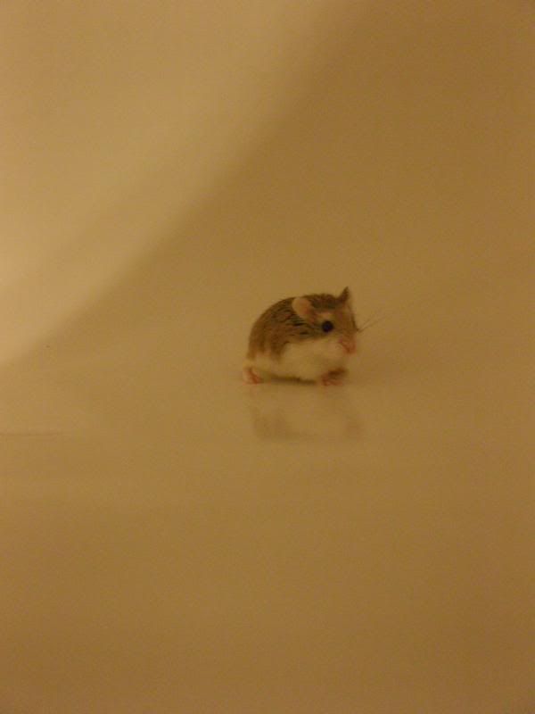 IMAGE: http://i845.photobucket.com/albums/ab12/TravelingWoman18/pref7.jpg