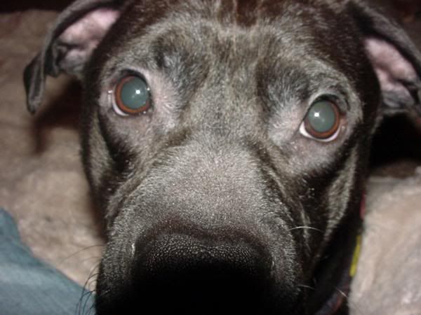 IMAGE: http://i845.photobucket.com/albums/ab12/TravelingWoman18/pref9.jpg