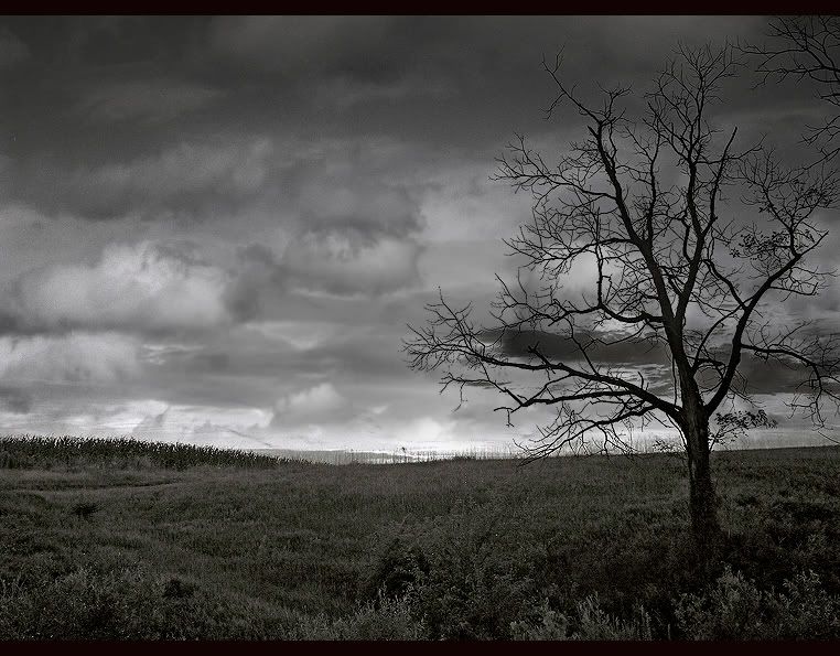 LoneTree.jpg tree picture by onkill13