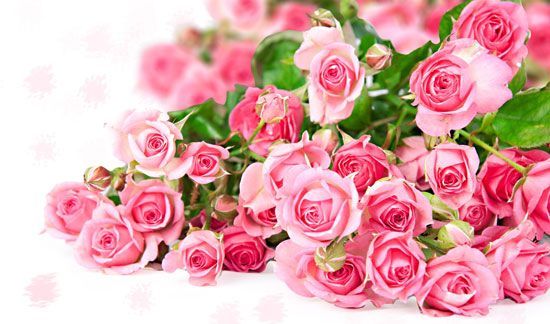  photo Pink-Roses.jpg
