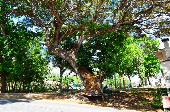  photo acacia-tree.jpg