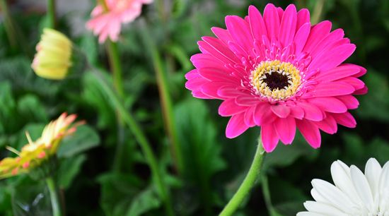 Gerbera