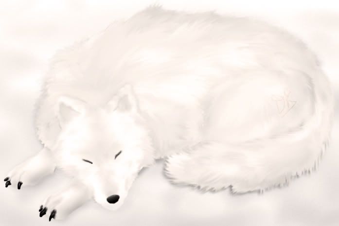 Lobo Lobo