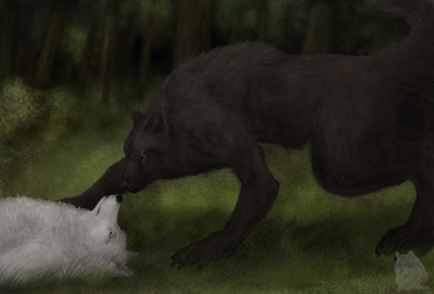 Lobo Lobo