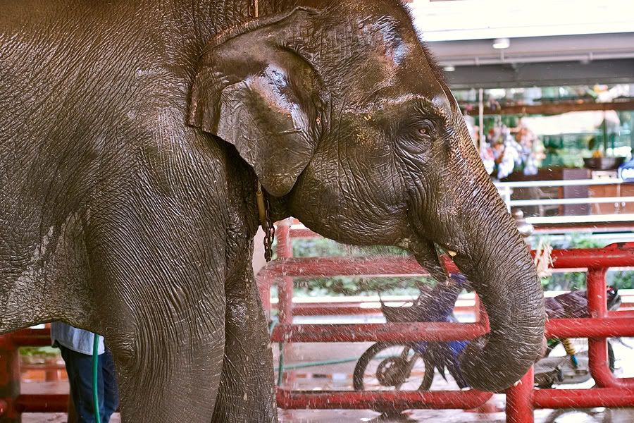 Re: Фотоохота, зоопарки и просто животинки из путешествий