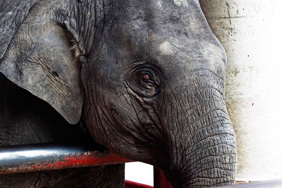 Re: Фотоохота, зоопарки и просто животинки из путешествий