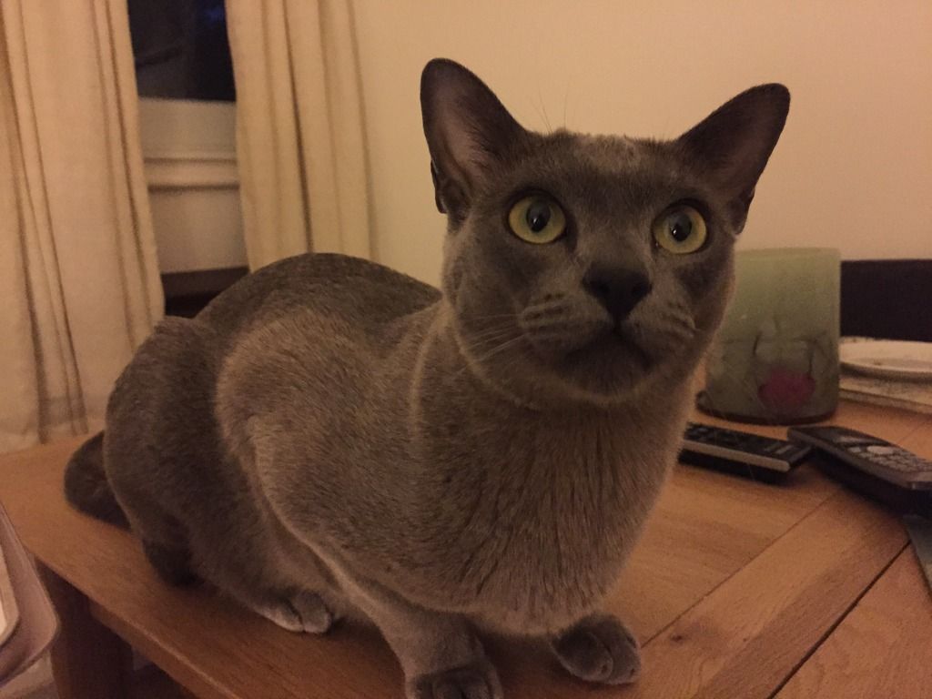 Sarah's beautiful Burmese boy is missing from the West Chiswick area photo IMG_0774_zpsy3u7vg0c.jpg