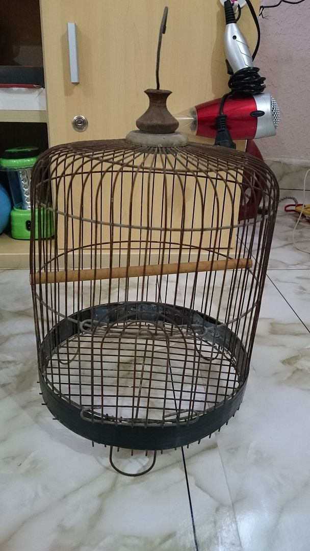 thanh lý thanh tước,chòe đất,chòe lửa,lồng đất vai vuông,lụp..... - 2