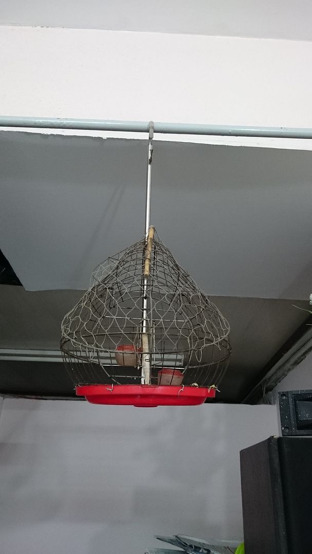 thanh lý thanh tước,chòe đất,chòe lửa,lồng đất vai vuông,lụp..... - 1