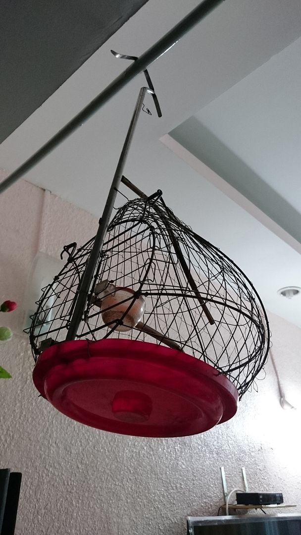 thanh lý thanh tước,chòe đất,chòe lửa,lồng đất vai vuông,lụp.....