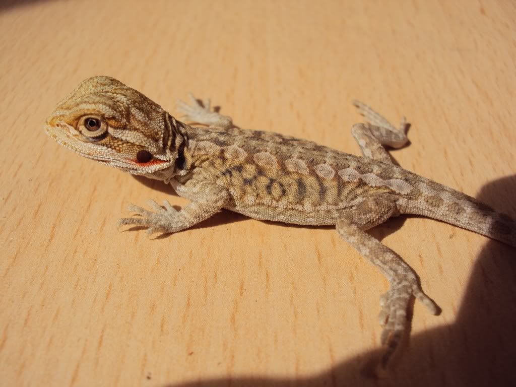 rencontre pogona