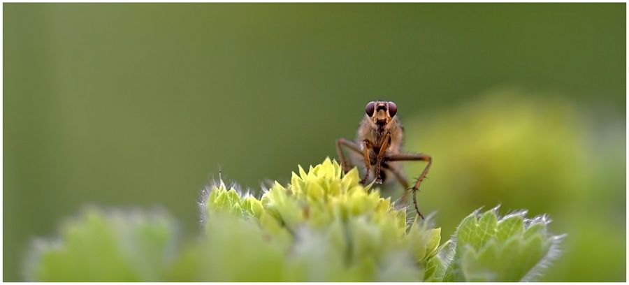 Fotografie