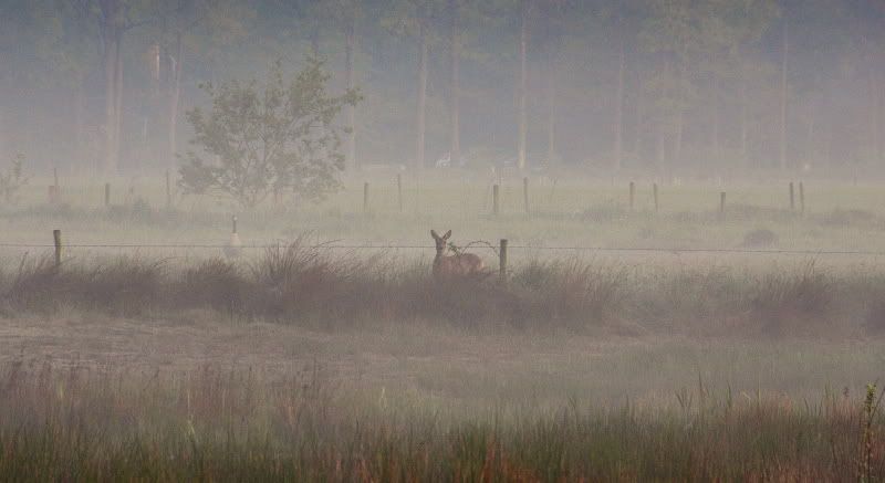 Fotografie