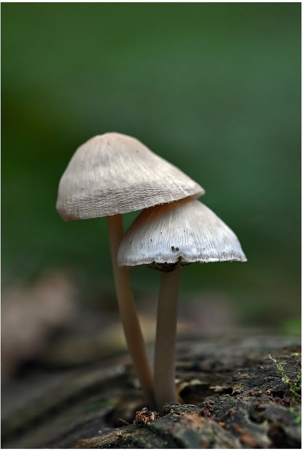 Fotografie