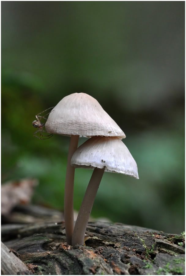 Fotografie