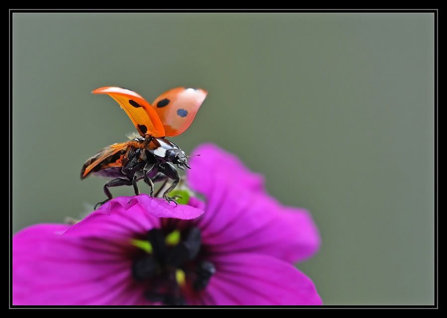 Fotografie