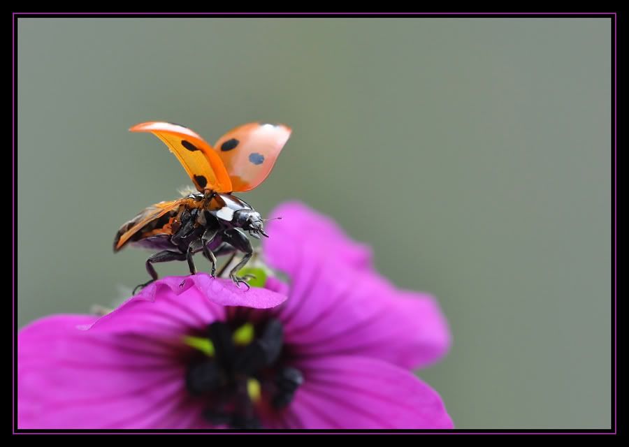Fotografie