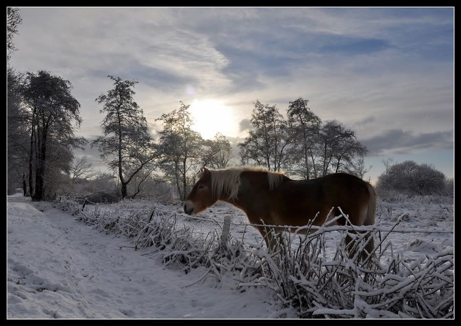 Fotografie