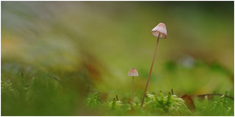 Fotografie