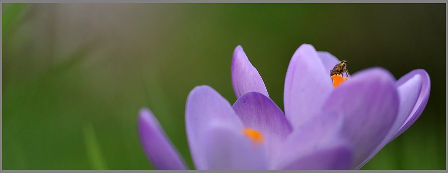 Fotografie