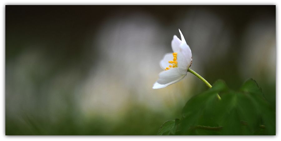 Fotografie