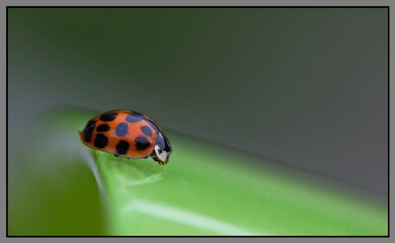 Fotografie