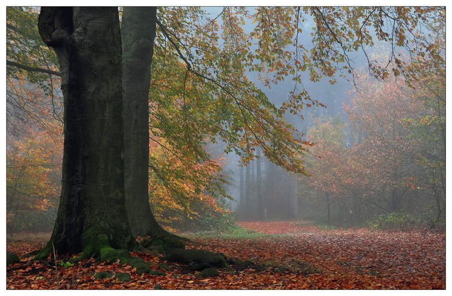 Fotografie