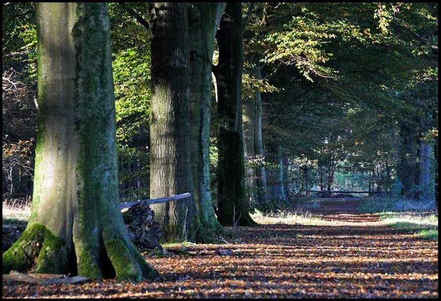 Fotografie