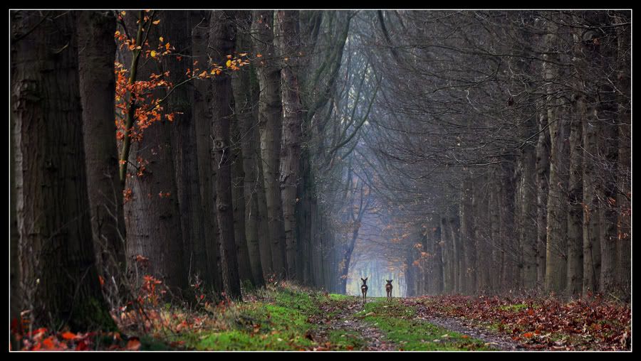 Fotografie