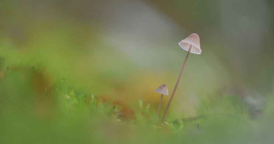 Fotografie