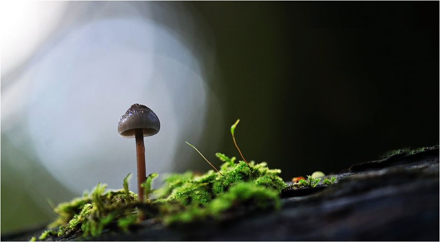 Fotografie